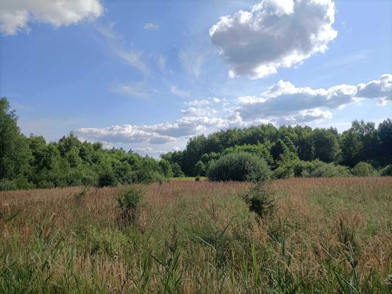 Działka rolna Rogóźno. Zdjęcie 3