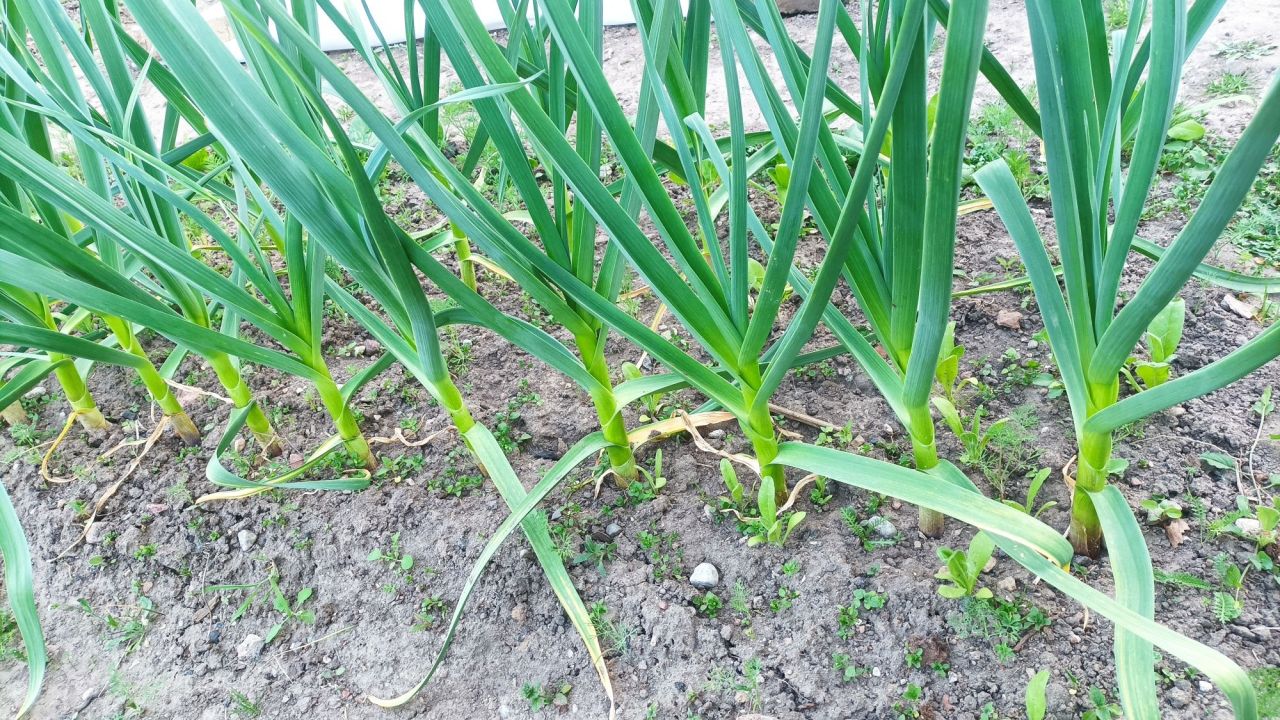 Działka rod Olsztyn. Zdjęcie 3