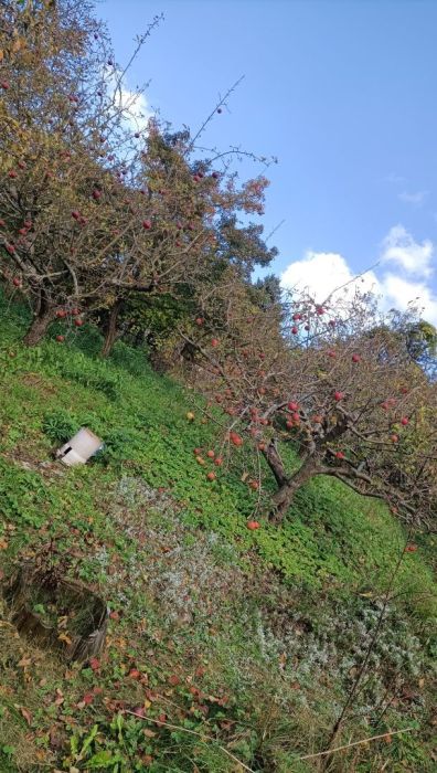 Działka rod Gdańsk Aniołki. Zdjęcie 3