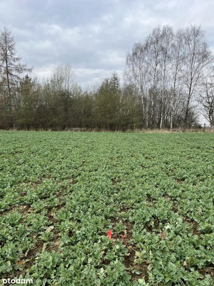 Działka rolna Czaniec Zagłębocze, ul. Zarzecze. Zdjęcie 2