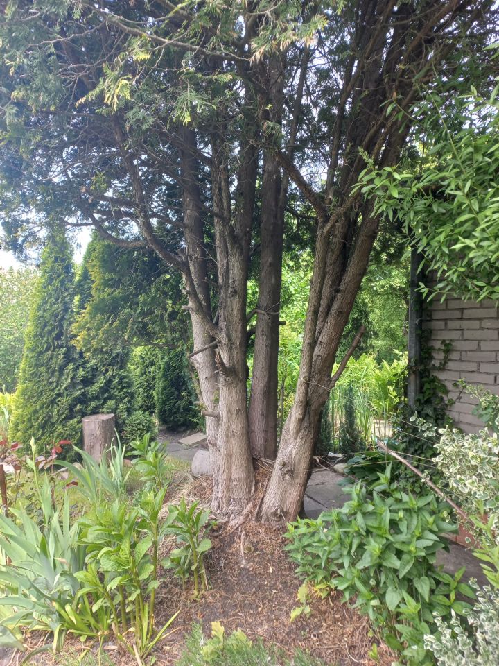 Działka rod Warszawa Targówek, Janowiecka 77. Zdjęcie 7