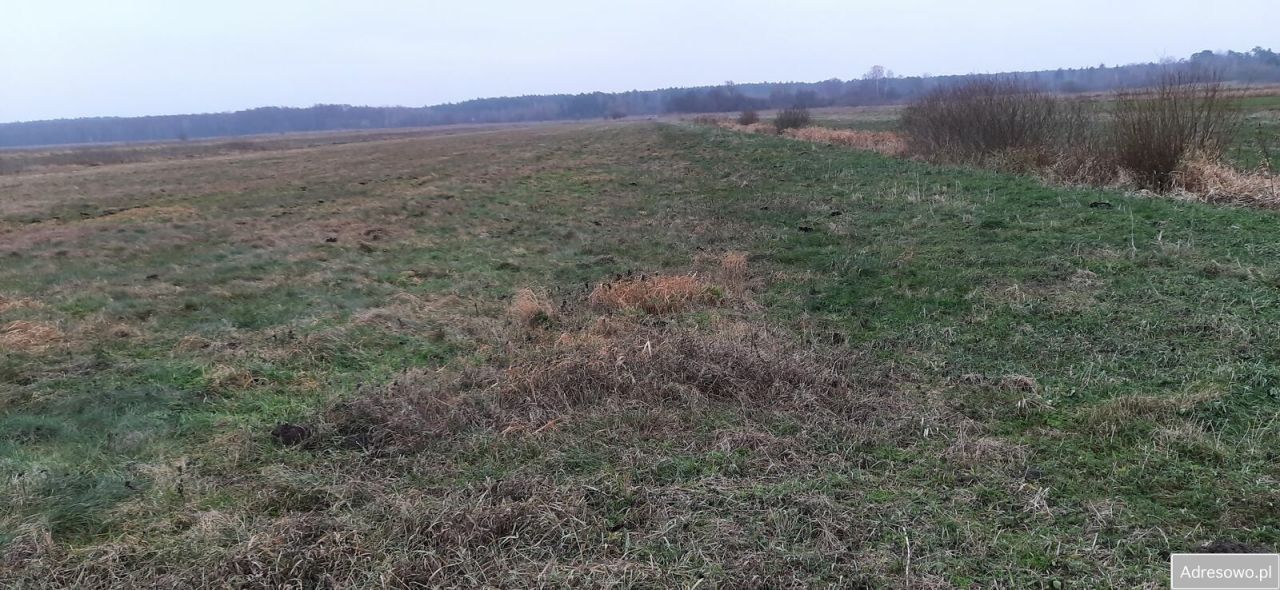 Działka siedliskowa Guzew Nowy Guzew. Zdjęcie 9