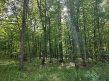 Działka leśna Żabno. Zdjęcie 1
