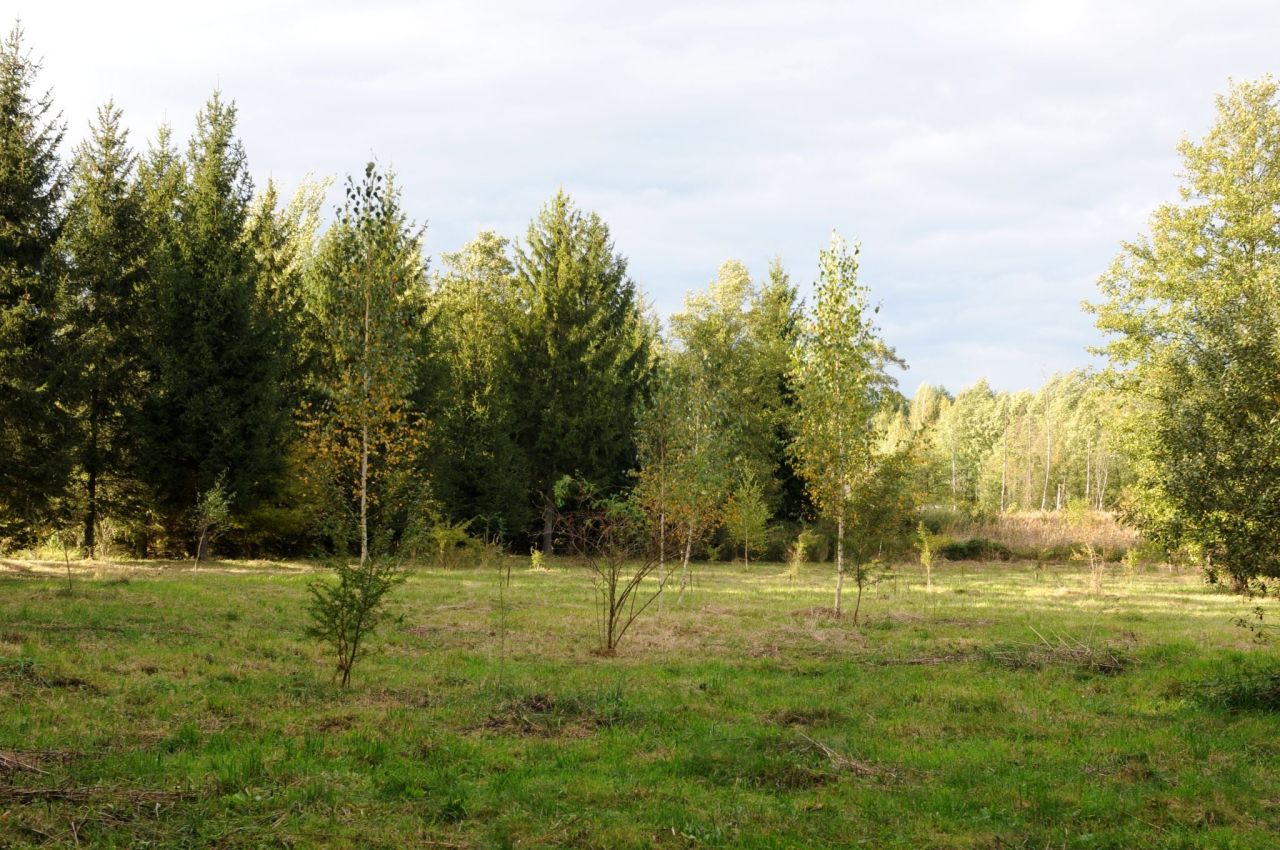 Działka siedliskowa Grzegorzewice, ul. Pałacowa. Zdjęcie 10