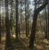 Działka leśna Stanowiska. Zdjęcie 6