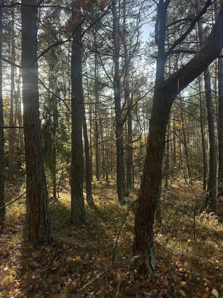 Działka leśna Stanowiska. Zdjęcie 6