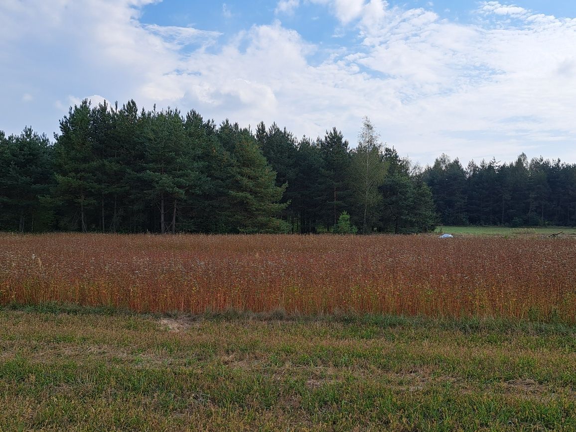 Działka budowlana Olmonty. Zdjęcie 3