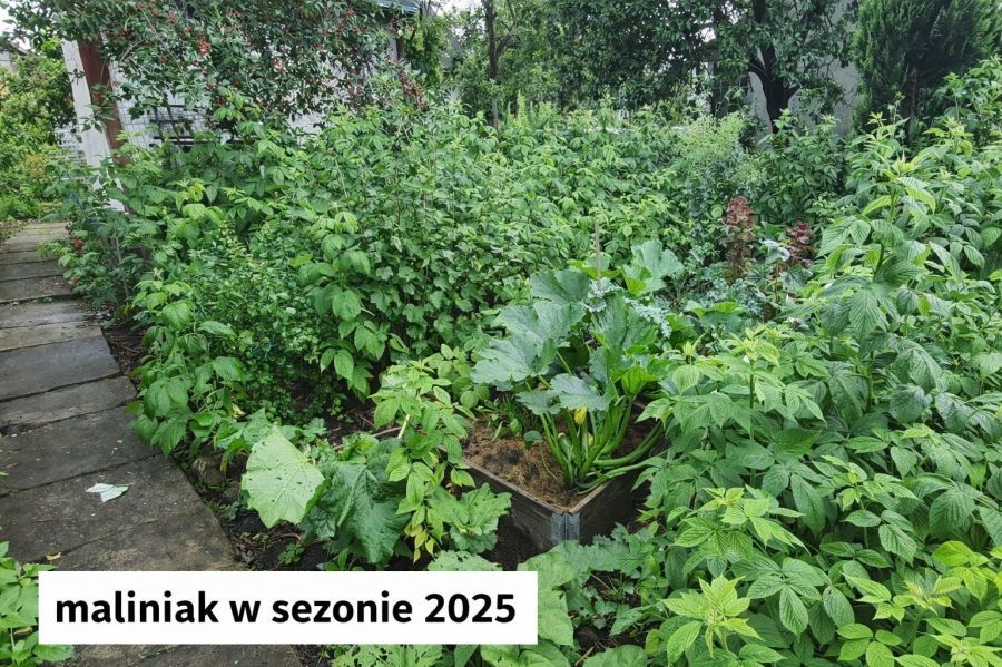 Działka rod Gdańsk Stogi, ul. Ugory. Zdjęcie 8