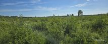 Działka rolna Sulicice Ameryka. Zdjęcie 3