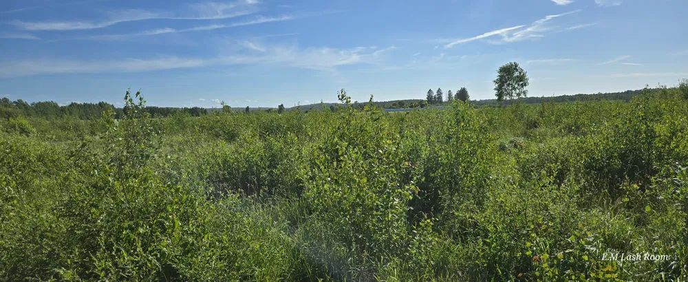Działka rolna Sulicice Ameryka. Zdjęcie 4