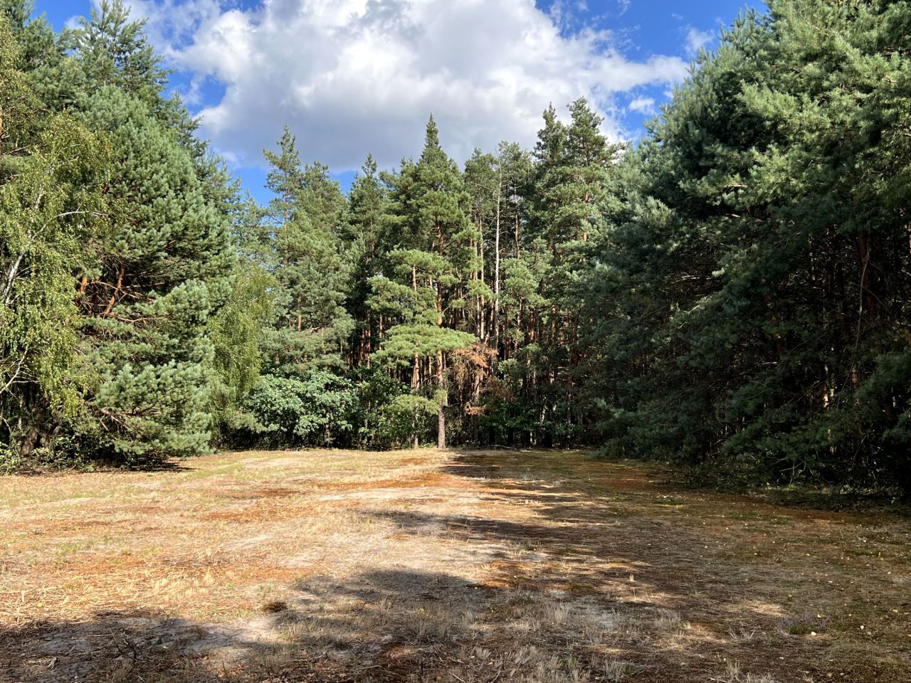 Działka rekreacyjna Mirowice, ul. Sarenki