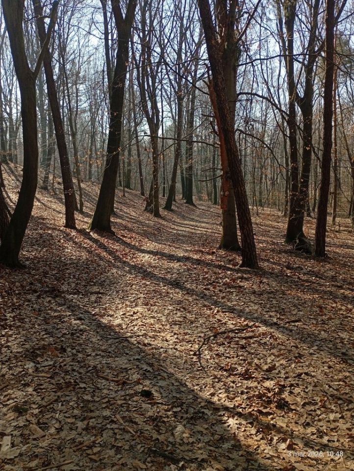 Działka leśna Marklowice. Zdjęcie 3