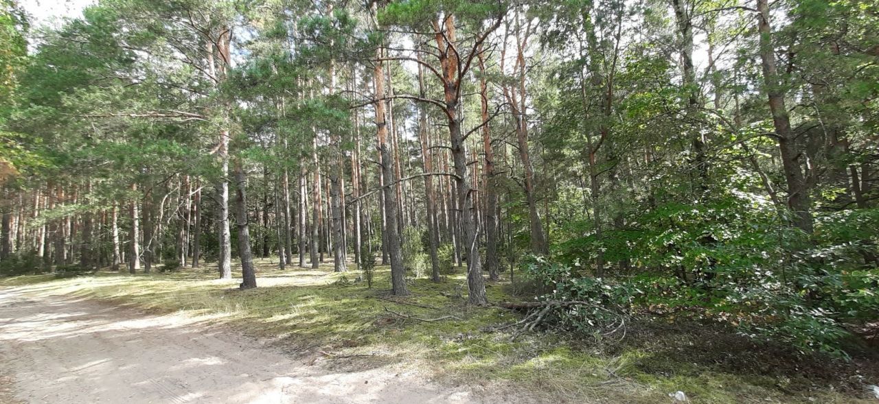 Działka rolna Przyjmy. Zdjęcie 5