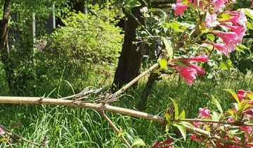 Działka rod Gdańsk Osowa