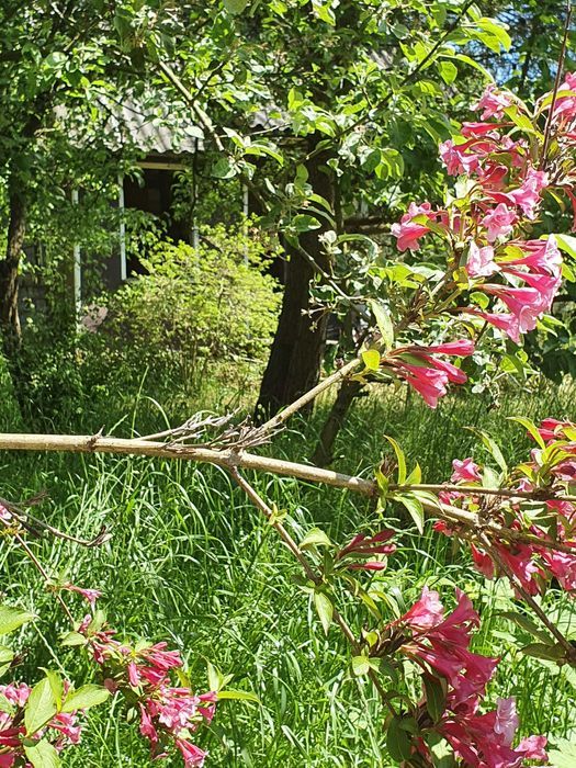 Działka rod Gdańsk Osowa. Zdjęcie 2