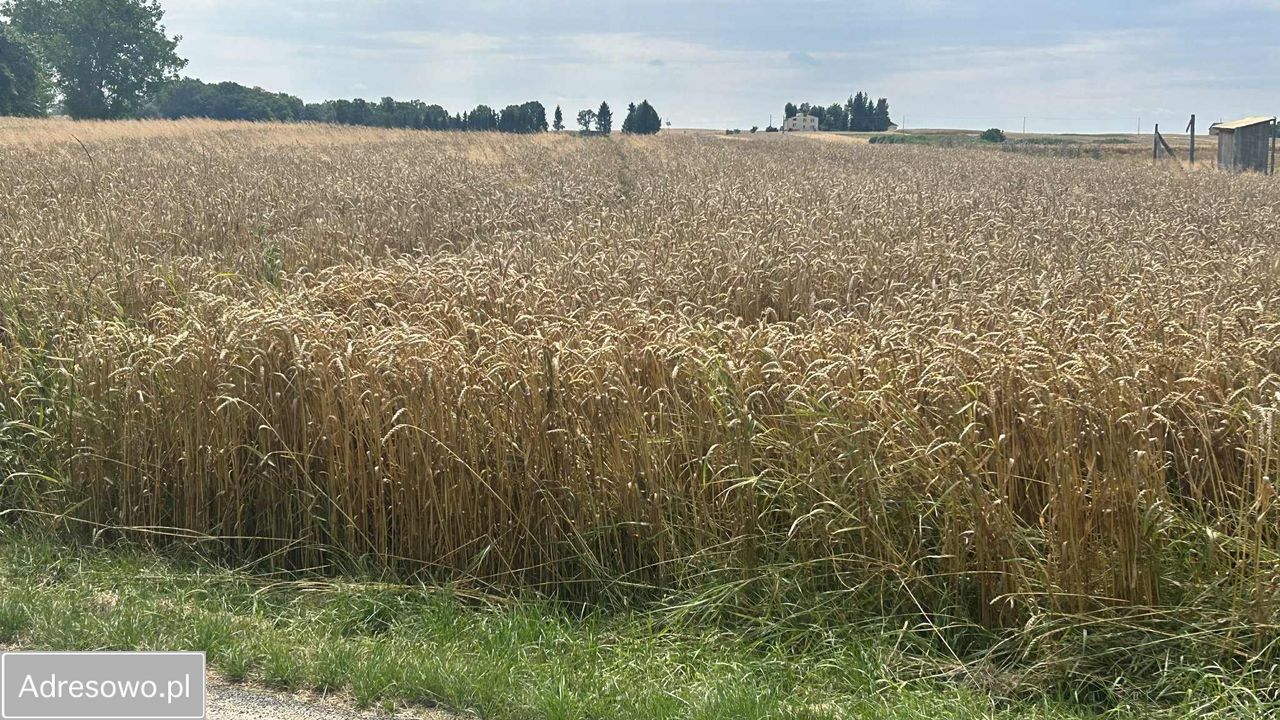 Działka budowlana Moszenki. Zdjęcie 3