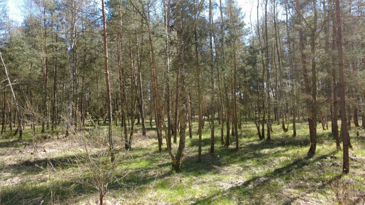 Działka budowlana Dziuplina. Zdjęcie 2