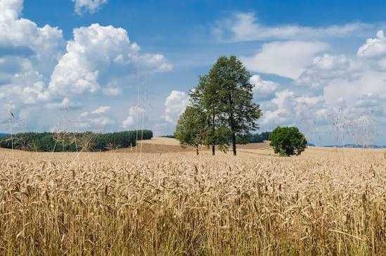 Działka rolna Czachy. Zdjęcie 1