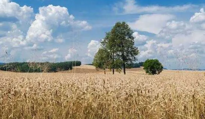 Działka rolna Czachy