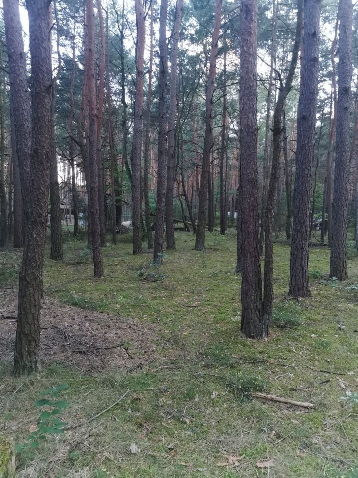 Działka leśna Rokitnica. Zdjęcie 8