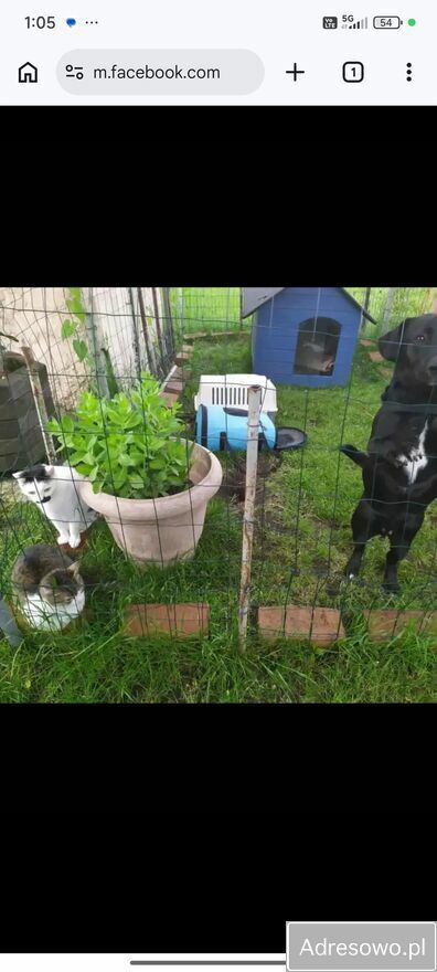 Działka rod Opole. Zdjęcie 8