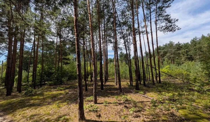 Działka budowlana Grzybów