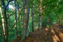 Działka leśna Humniska Jakla Duża. Zdjęcie 2