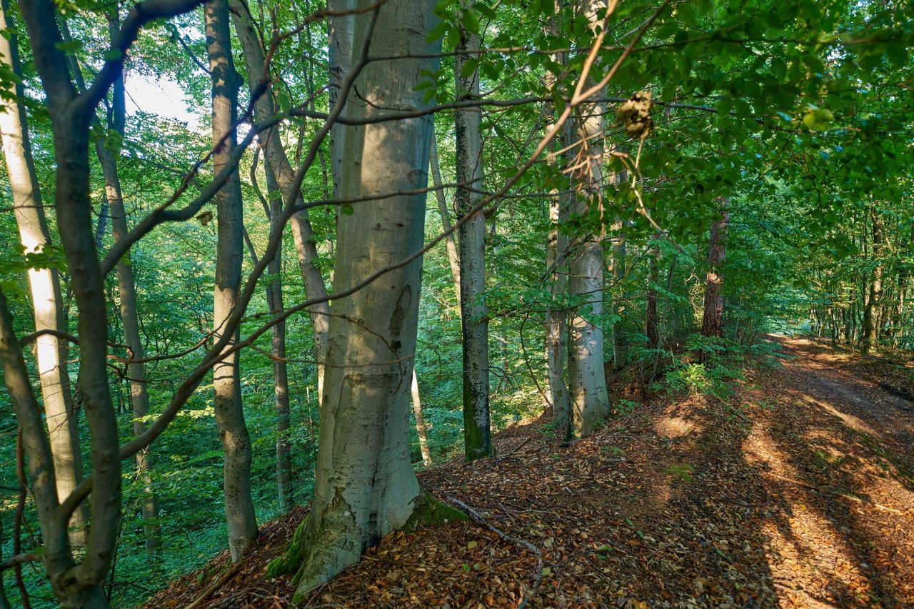 Działka leśna Humniska Jakla Duża. Zdjęcie 3