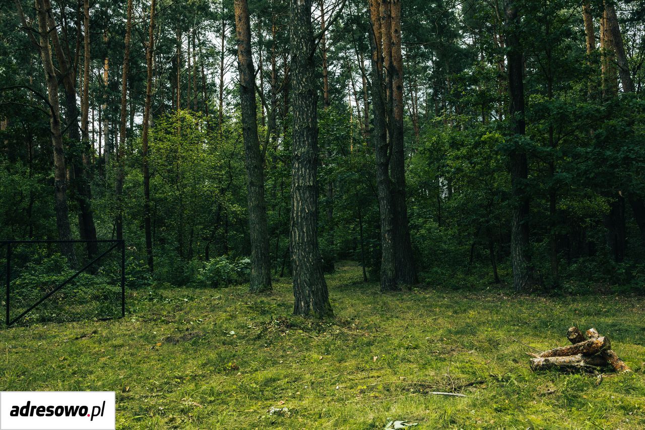 Działka leśna Młynarze. Zdjęcie 4