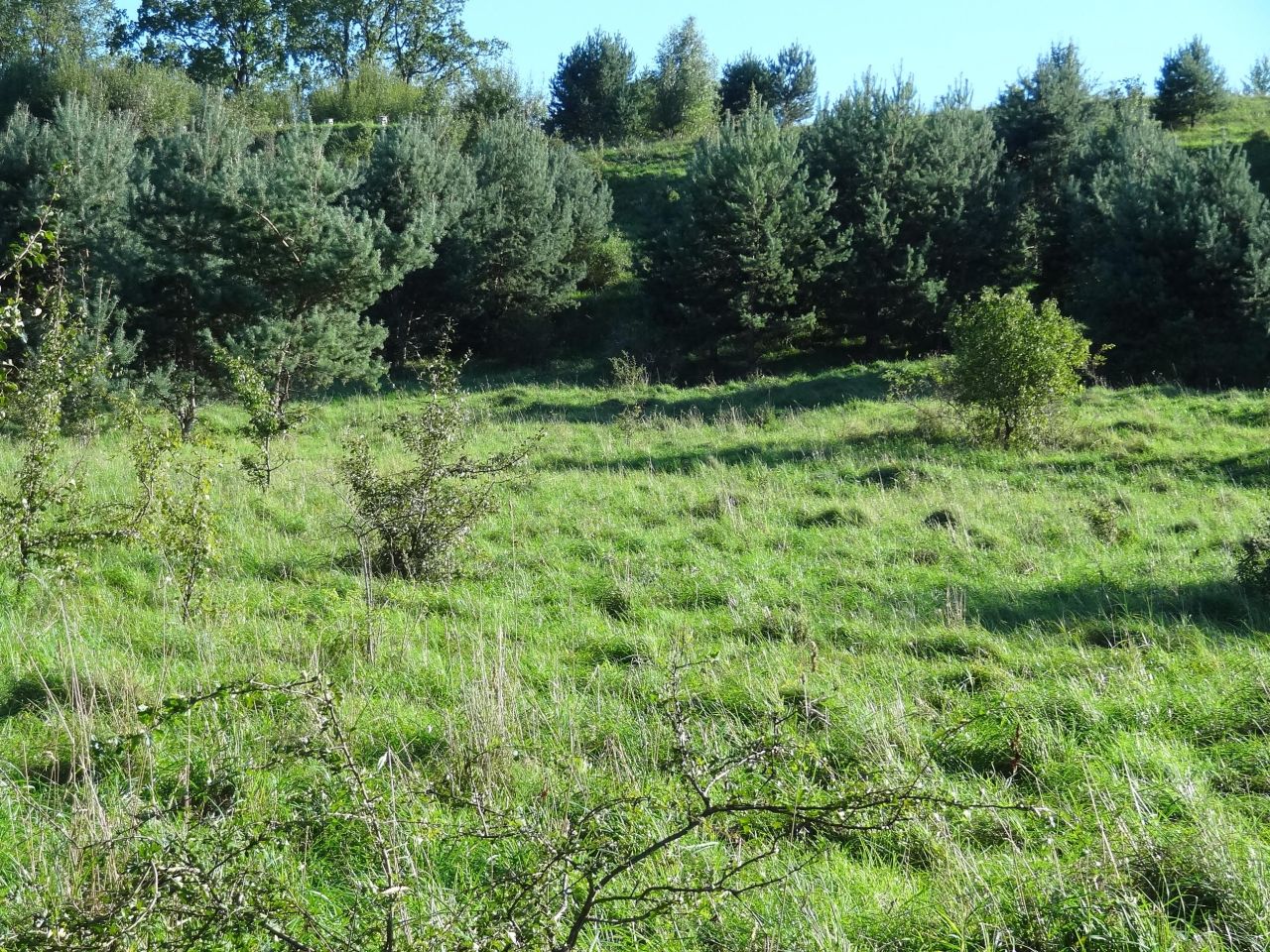 Działka budowlana Jędrychowo Rodowo. Zdjęcie 8