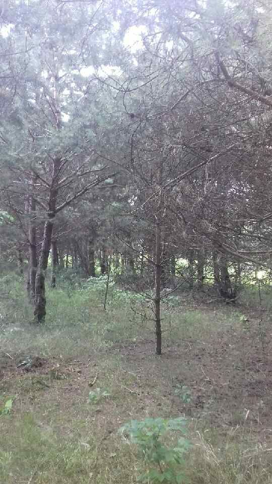 Działka budowlana Zalesie. Zdjęcie 2