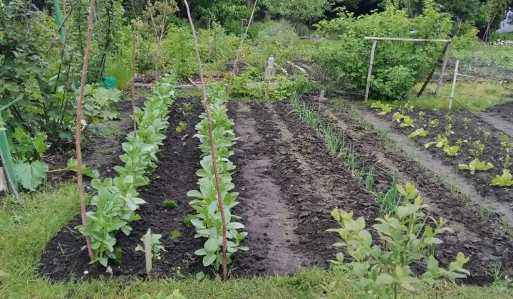Działka rod Ostrów Wielkopolski, ul. Gorzycka