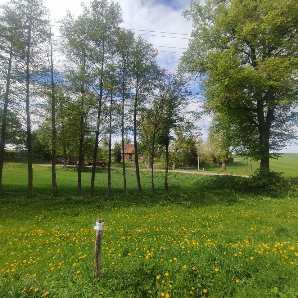 Działka budowlana Perklice. Zdjęcie 2
