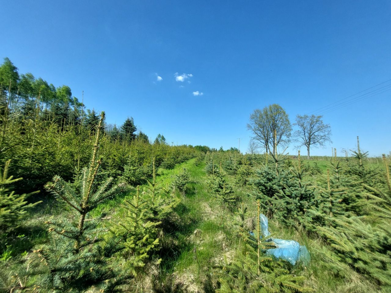 Działka siedliskowa Suszeniec, ul. Graniczna. Zdjęcie 11