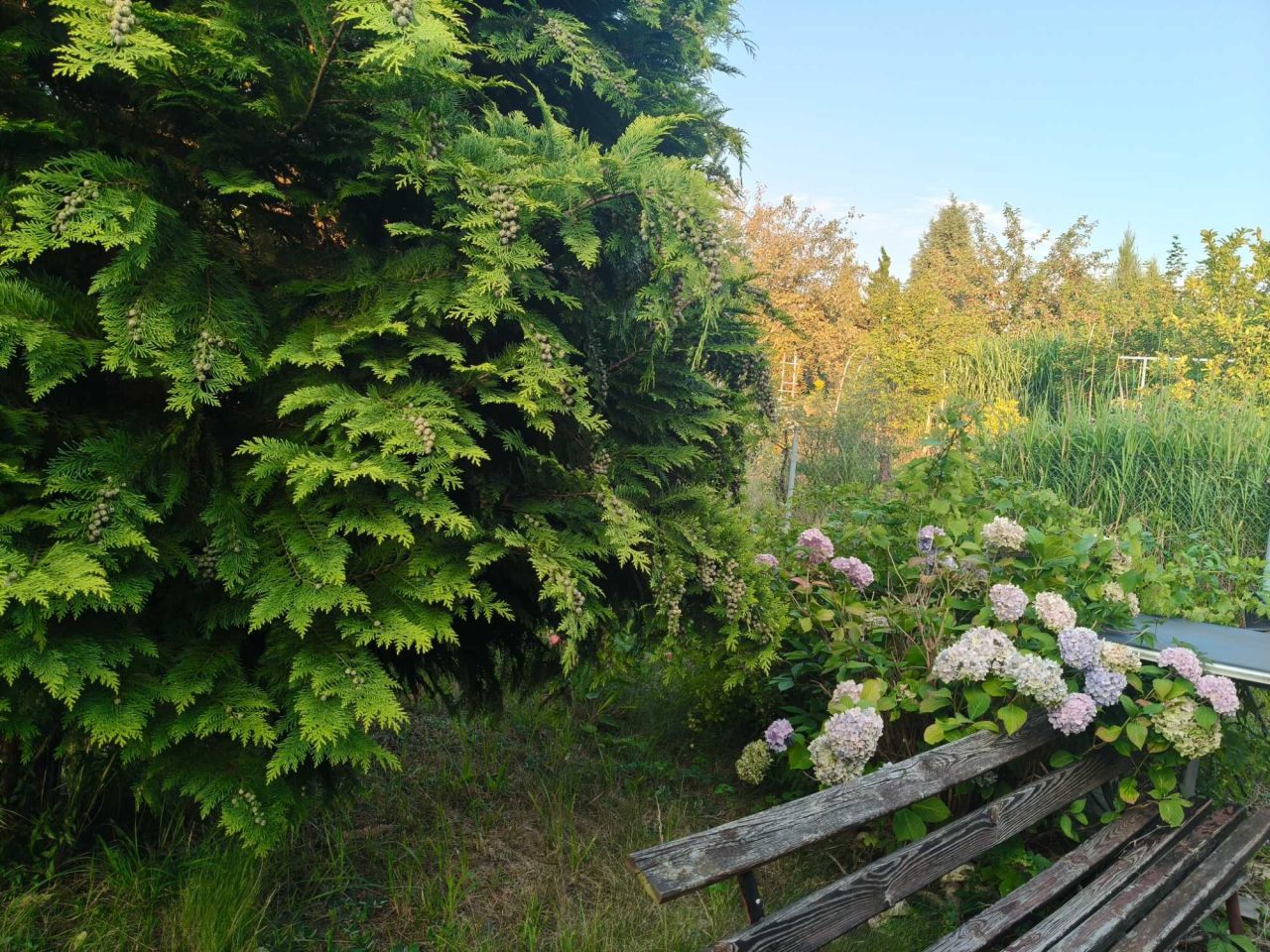 Działka rod Częstochowa Kiedrzyn, ul. św. Brata Alberta. Zdjęcie 2