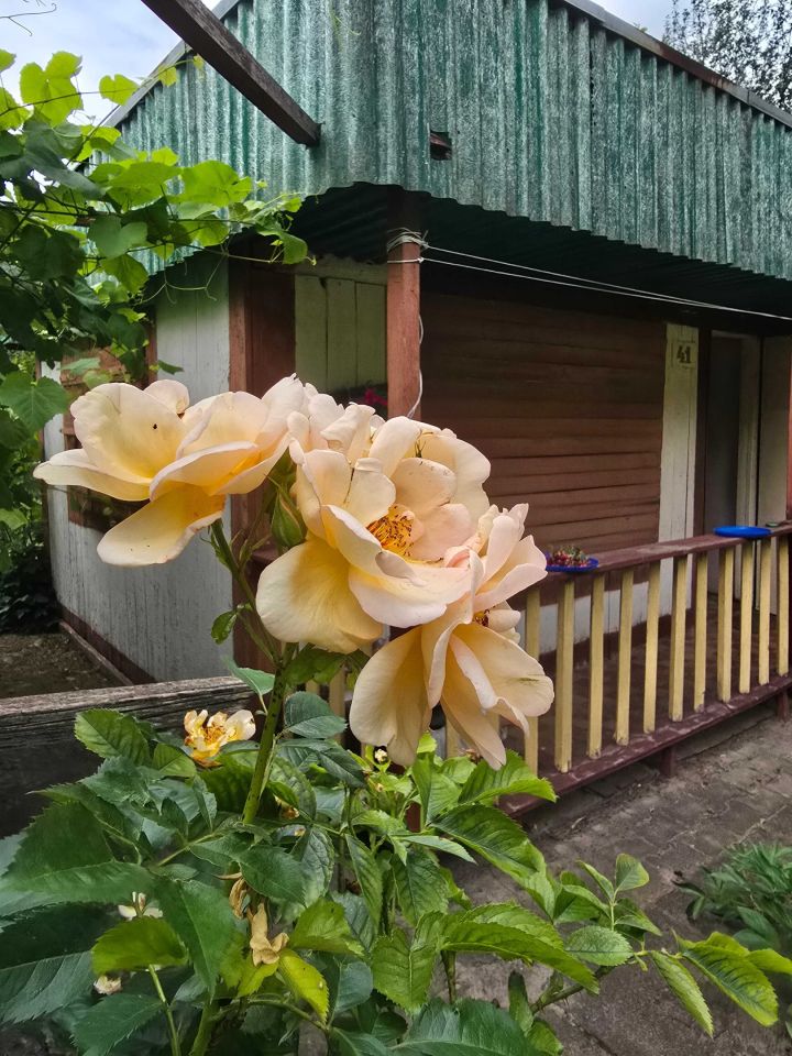 Działka rod Łódź Teofilów, ul. św. Teresy od Dzieciątka Jezus. Zdjęcie 6