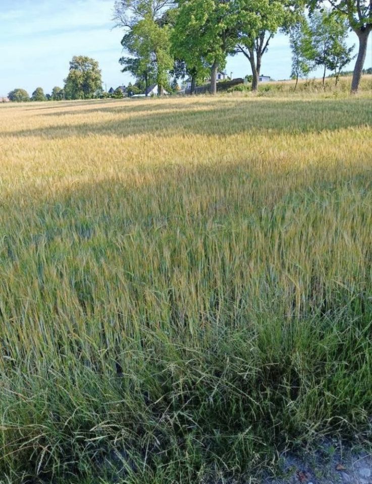 Działka budowlana Wielki Klincz, ul. Wybudowanie