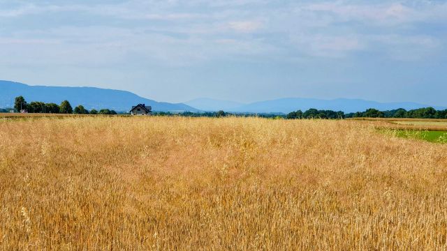 Działka budowlana Wilamowice. Zdjęcie 1