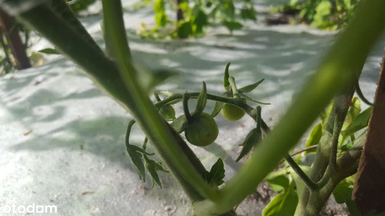 Działka rod Warszawa Śródmieście. Zdjęcie 12