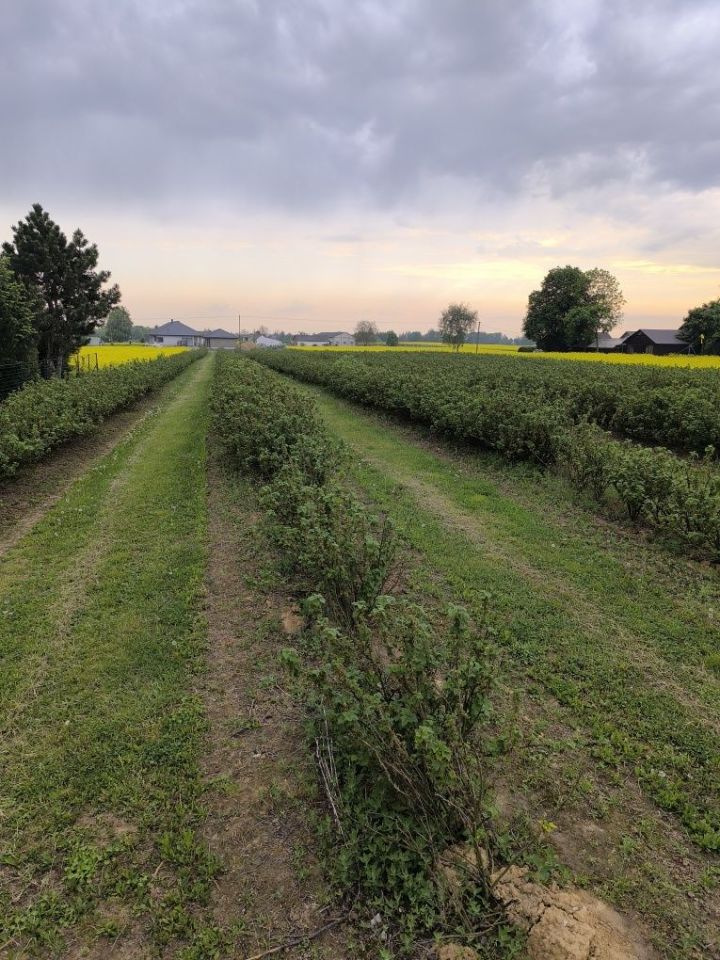 Działka rolno-budowlana Miłocin. Zdjęcie 8