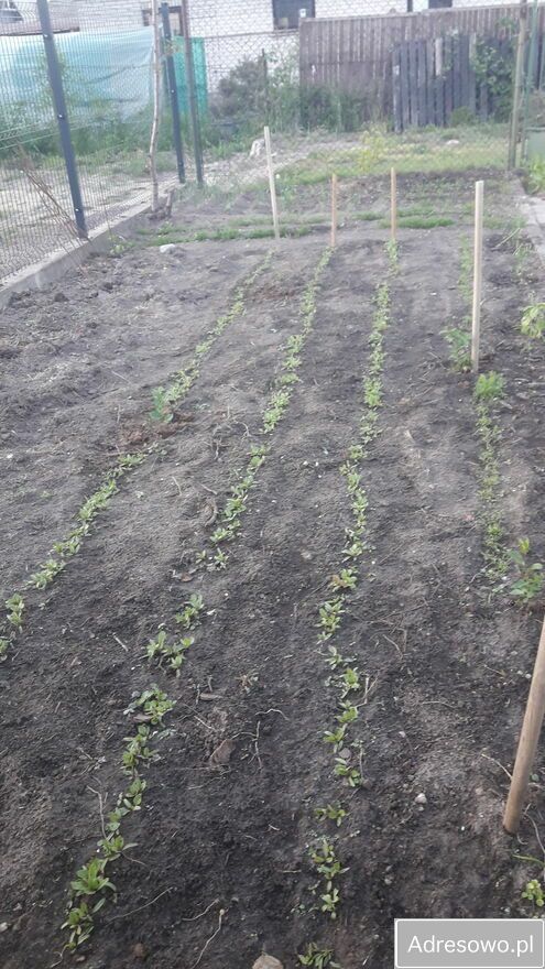 dom wolnostojący, 2 pokoje Pułtusk Popławy, ul. Brzozowa. Zdjęcie 3