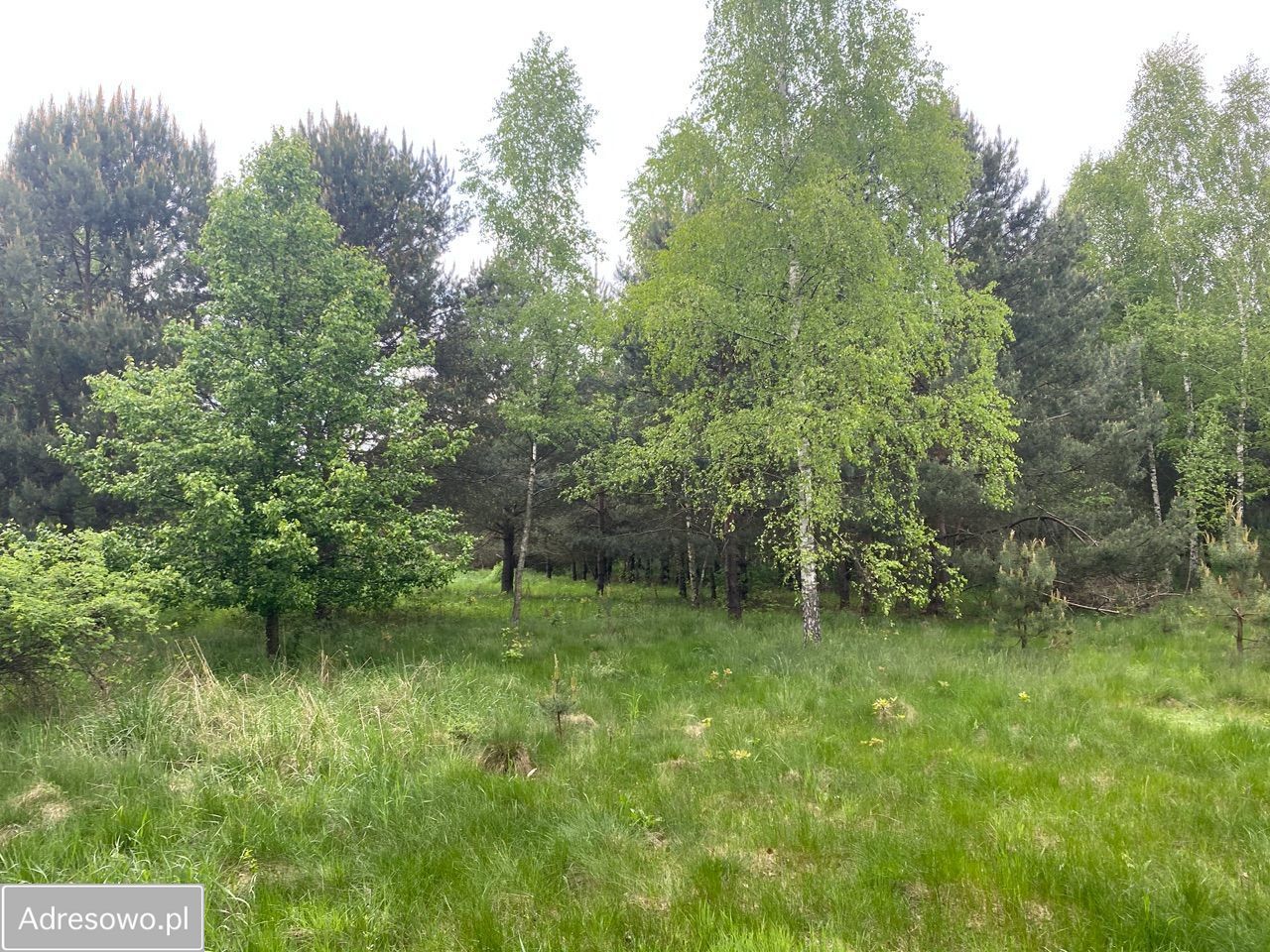 Działka budowlana Borowiec, ul. Księżnej Diany. Zdjęcie 6