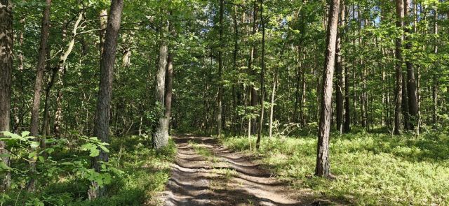 Działka leśna Wilkowyja. Zdjęcie 1