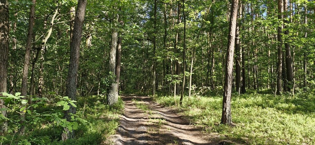 Działka leśna Wilkowyja. Zdjęcie 1