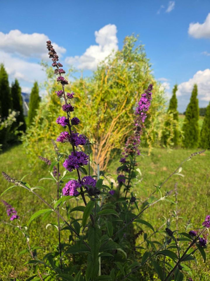 Działka rod Zamość. Zdjęcie 8