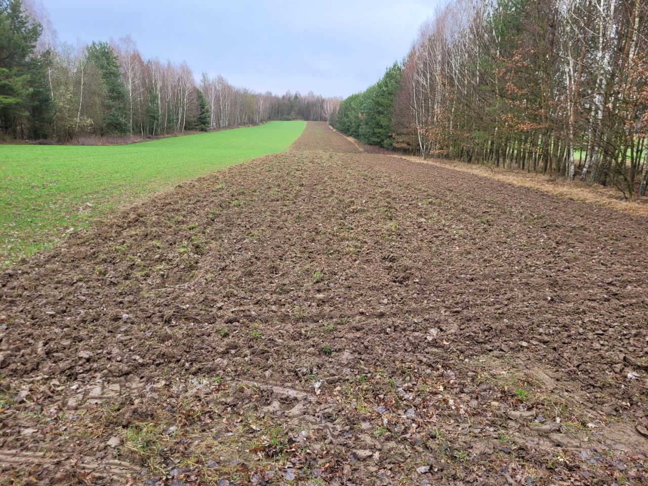 Działka rolna Parczów Parczów-Kopalnia. Zdjęcie 2