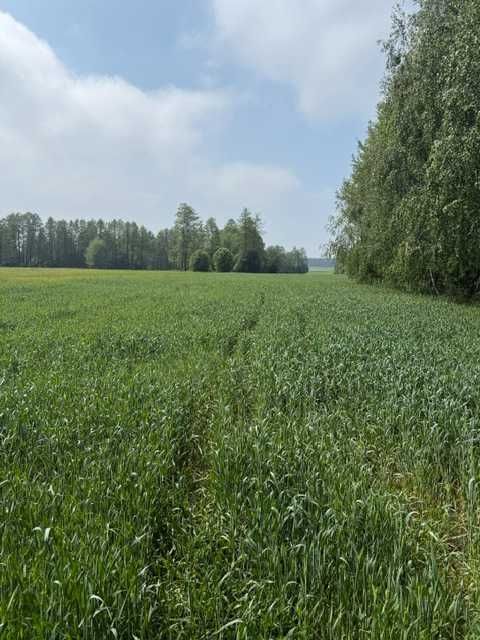 Działka rolna Stok. Zdjęcie 3
