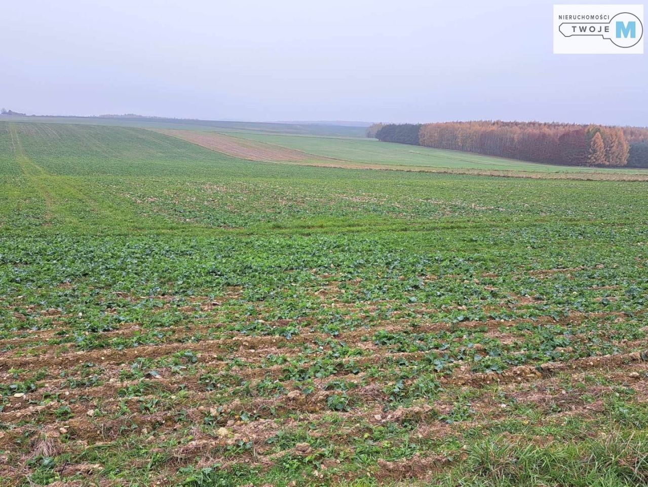 Działka Chęciny. Zdjęcie 15