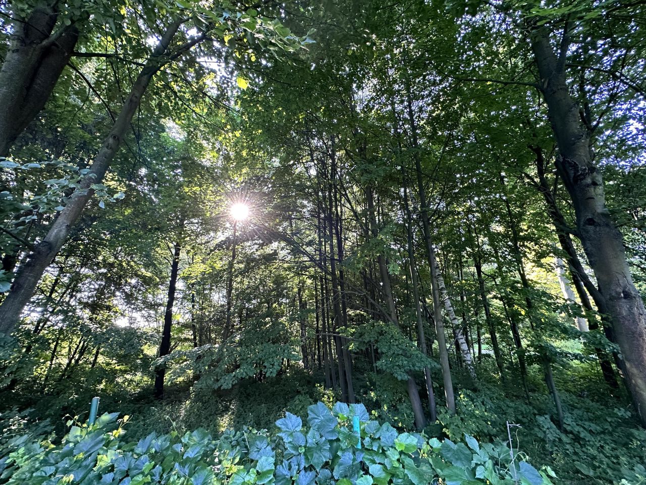 dom wolnostojący, 2 pokoje Okalina-Kolonia. Zdjęcie 6