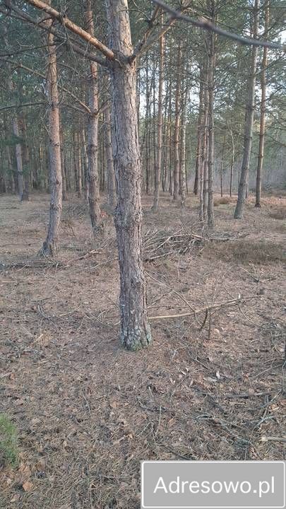 Działka rekreacyjna Karolówka. Zdjęcie 2